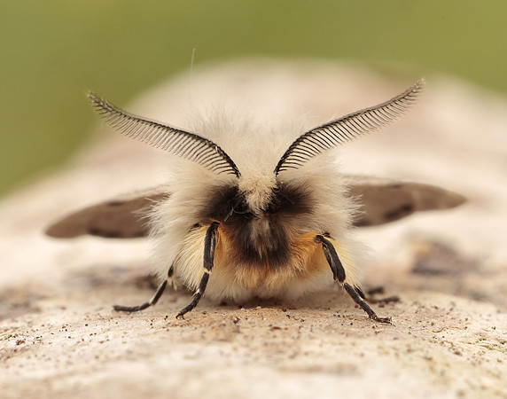 72.022 BF2063 Muslin Moth Diaphora mendica