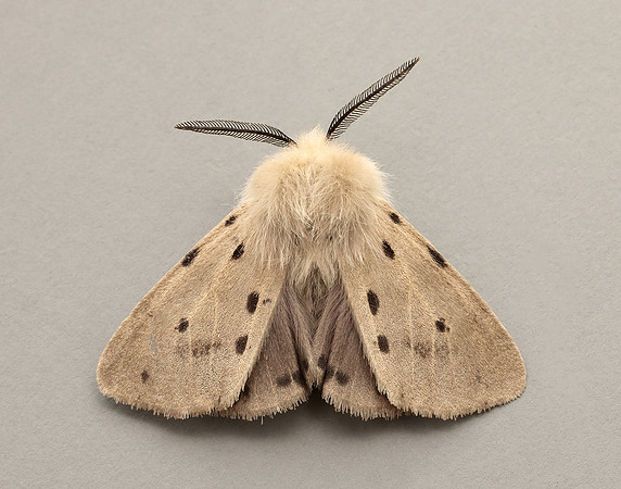 72.022 BF2063 Muslin Moth Diaphora mendica
