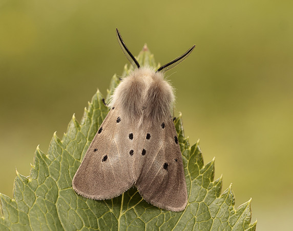 72.022 BF2063 Muslin Moth Diaphora mendica