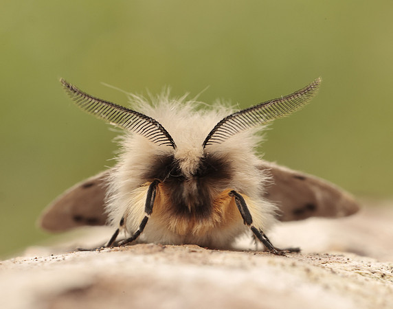 72.022 BF2063 Muslin Moth Diaphora mendica