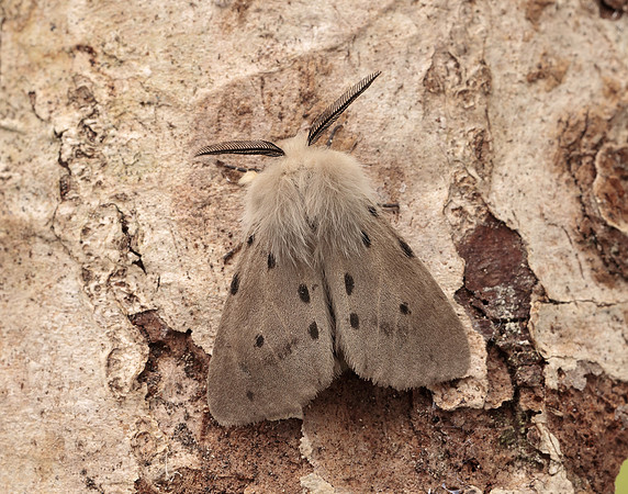 72.022 BF2063 Muslin Moth Diaphora mendica