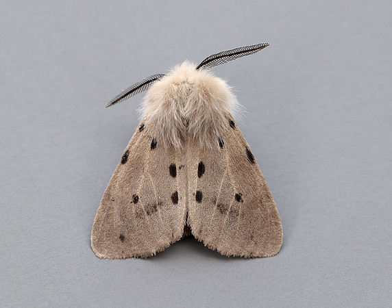 72.022 BF2063 Muslin Moth Diaphora mendica