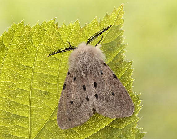 72.022 BF2063 Muslin Moth Diaphora mendica