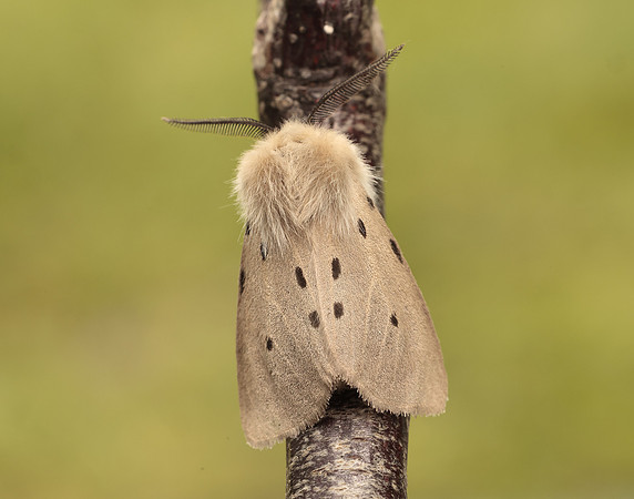 72.022 BF2063 Muslin Moth Diaphora mendica