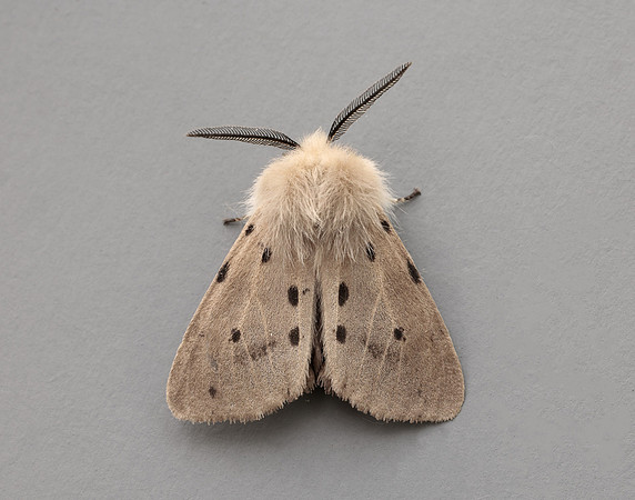 72.022 BF2063 Muslin Moth Diaphora mendica