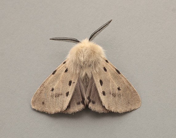 72.022 BF2063 Muslin Moth Diaphora mendica