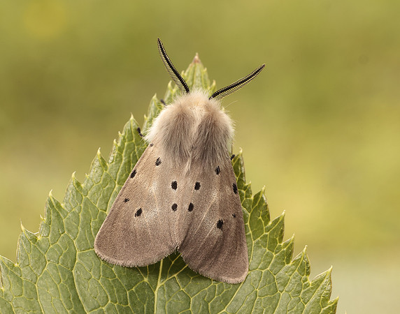 72.022 BF2063 Muslin Moth Diaphora mendica