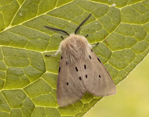 72.022 BF2063 Muslin Moth Diaphora mendica