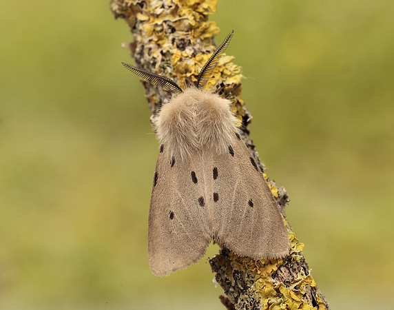 72.022 BF2063 Muslin Moth Diaphora mendica