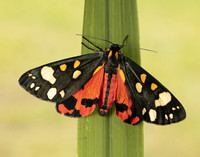 72.029 BF2068 Scarlet Tiger Callimorpha dominula