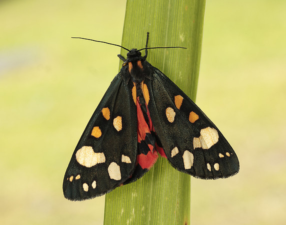 72.029 BF2068 Scarlet Tiger Callimorpha dominula
