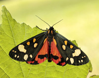 72.029 BF2068 Scarlet Tiger Callimorpha dominula