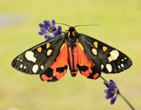 72.029 BF2068 Scarlet Tiger Callimorpha dominula