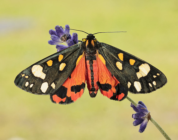 72.029 BF2068 Scarlet Tiger Callimorpha dominula