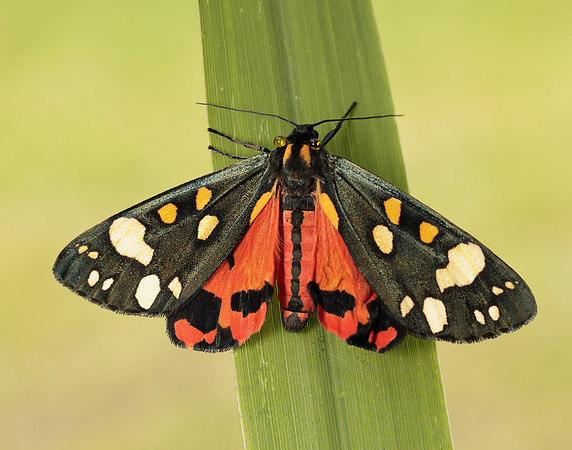 72.029 BF2068 Scarlet Tiger Callimorpha dominula