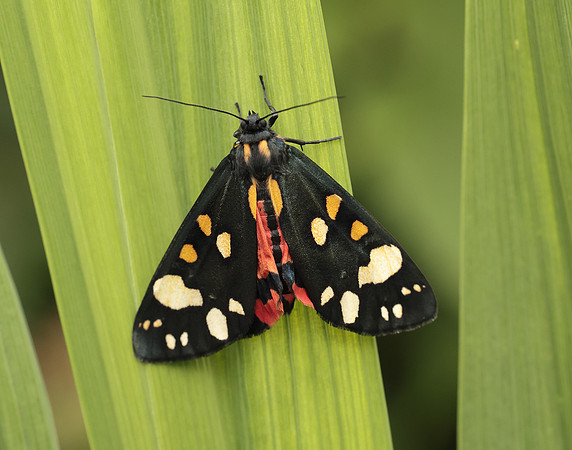 72.029 BF2068 Scarlet Tiger Callimorpha dominula