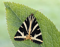 72.030 BF2067 Jersey Tiger Euplagia quadripunctaria