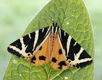 72.030 BF2067 Jersey Tiger Euplagia quadripunctaria