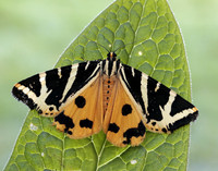 72.030 BF2067 Jersey Tiger Euplagia quadripunctaria