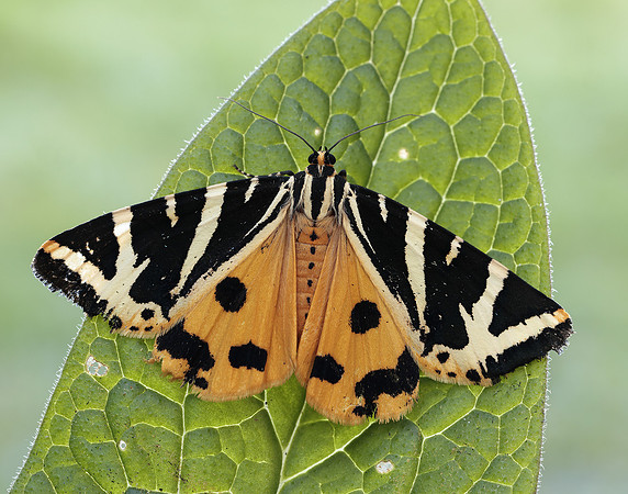 72.030 BF2067 Jersey Tiger Euplagia quadripunctaria