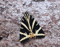 72.030 BF2067 Jersey Tiger Euplagia quadripunctaria