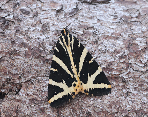 72.030 BF2067 Jersey Tiger Euplagia quadripunctaria