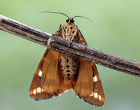 72.030 BF2067 Jersey Tiger Euplagia quadripunctaria