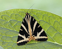 72.030 BF2067 Jersey Tiger Euplagia quadripunctaria