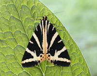 72.030 BF2067 Jersey Tiger Euplagia quadripunctaria