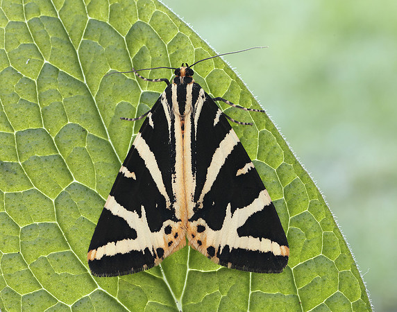 72.030 BF2067 Jersey Tiger Euplagia quadripunctaria