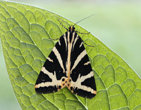 72.030 BF2067 Jersey Tiger Euplagia quadripunctaria