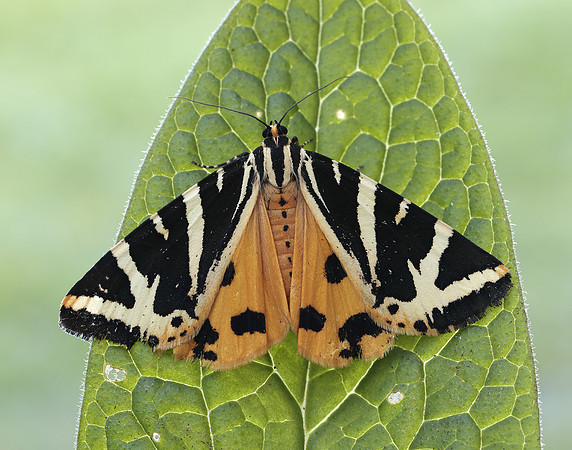 72.030 BF2067 Jersey Tiger Euplagia quadripunctaria