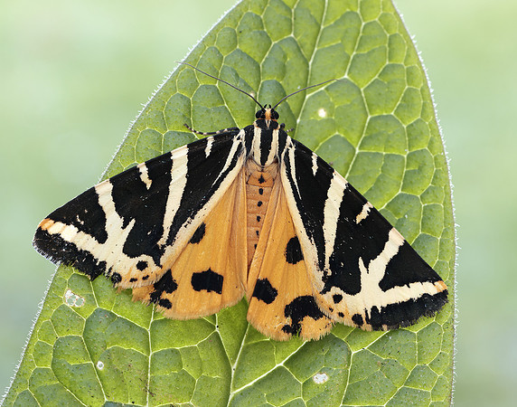 72.030 BF2067 Jersey Tiger Euplagia quadripunctaria