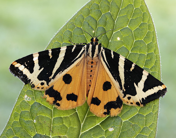 72.030 BF2067 Jersey Tiger Euplagia quadripunctaria