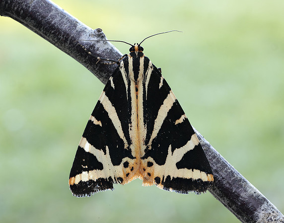 72.030 BF2067 Jersey Tiger Euplagia quadripunctaria