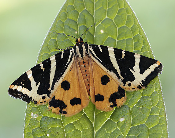 72.030 BF2067 Jersey Tiger Euplagia quadripunctaria