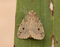 72.037 BF2035 Round-winged Muslin Thumatha senex