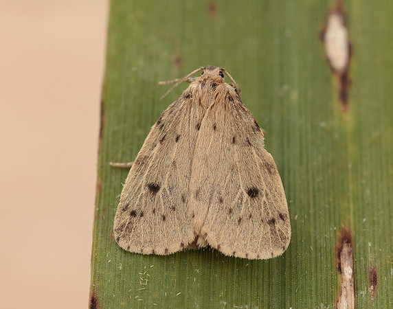 72.037 BF2035 Round-winged Muslin Thumatha senex