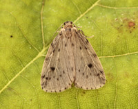 72.037 BF2035 Round-winged Muslin Thumatha senex