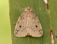 72.037 BF2035 Round-winged Muslin Thumatha senex