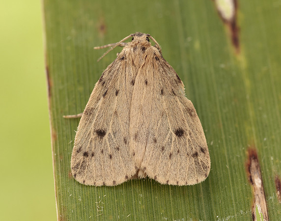 72.037 BF2035 Round-winged Muslin Thumatha senex