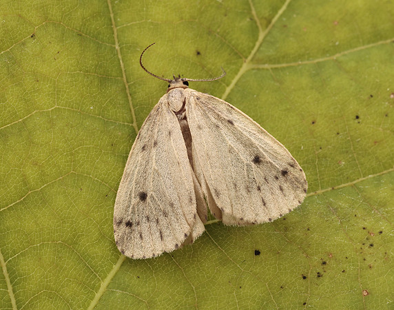 72.037 BF2035 Round-winged Muslin Thumatha senex
