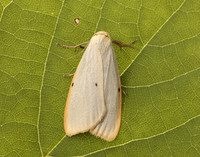 72.038 BF2040 Four-dotted Footman Cybosia mesomella