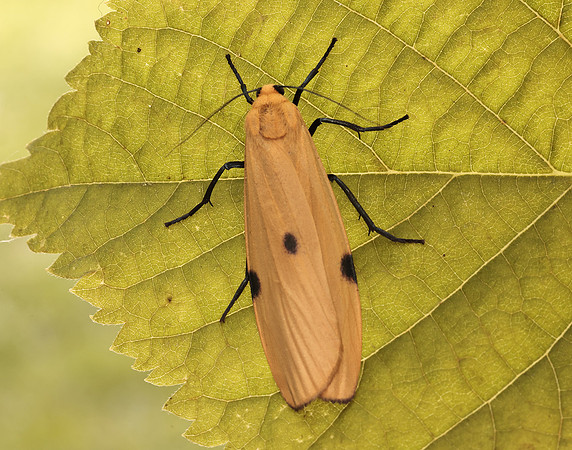 72.041 BF2051 Four-spotted Footman Lithosia quadra