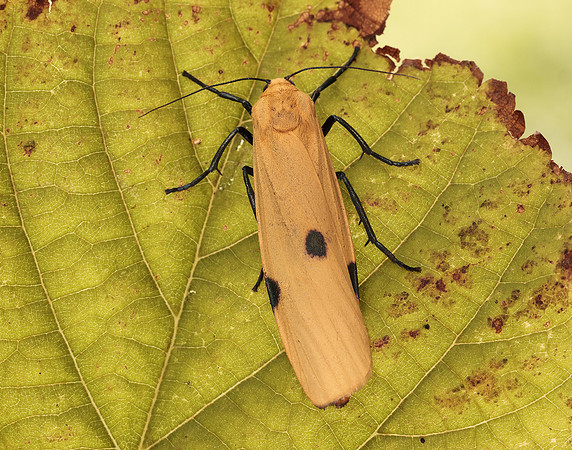 72.041 BF2051 Four-spotted Footman Lithosia quadra