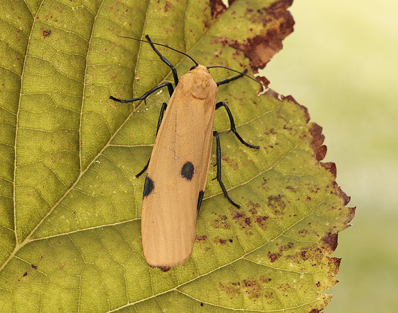 72.041 BF2051 Four-spotted Footman Lithosia quadra