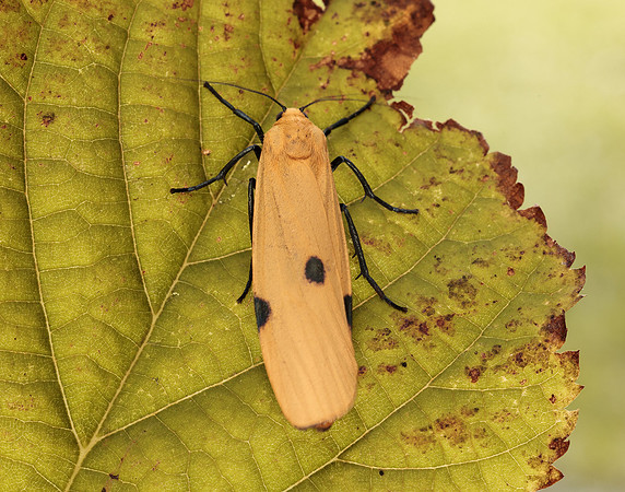 72.041 BF2051 Four-spotted Footman Lithosia quadra
