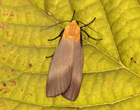 72.041 BF2051 Four-spotted Footman Lithosia quadra