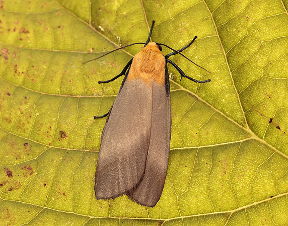 72.041 BF2051 Four-spotted Footman Lithosia quadra