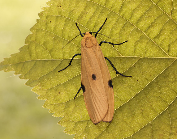 72.041 BF2051 Four-spotted Footman Lithosia quadra